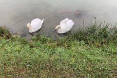 IMG_0050
